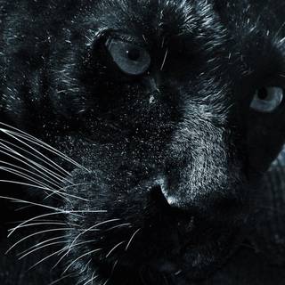 Black jaguar wallpaper