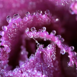 Pink and purple wallpaper