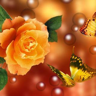 Yellow rose wallpaper