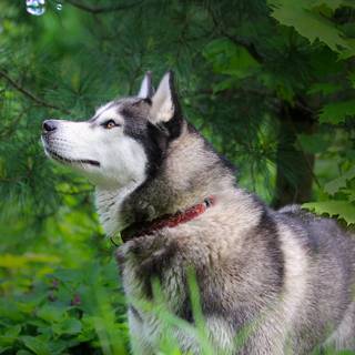 Alaskan Malamute wallpaper