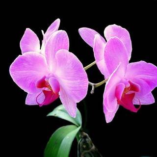 Orchid flower wallpaper