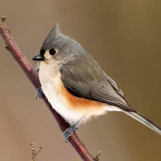 Bird desktop wallpaper