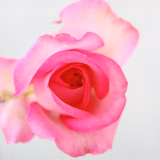 Wedding flowers background