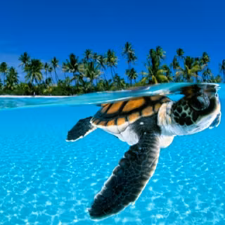 Free desktop wallpaper animals