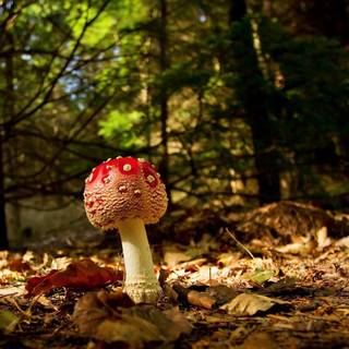 Nature forest wallpaper