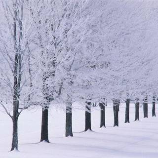 Winter wallpaper for Mac