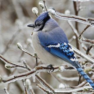 Blue jay wallpaper