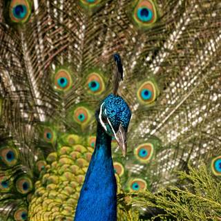 Peacock picture