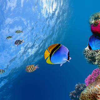 Underwater desktop backgrounds