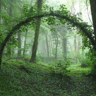 Nature forest wallpaper