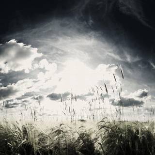 Monochrome wallpaper