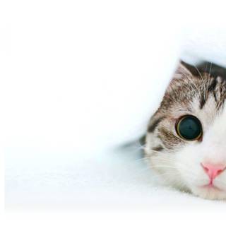 Cat white background