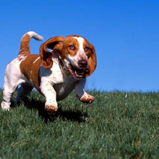 Basset Hound wallpaper