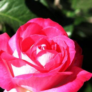 Rose flower wallpaper for desktop