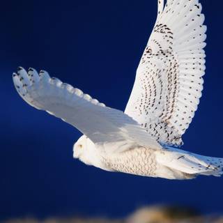 Snowy owl wallpaper