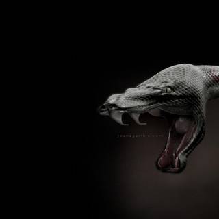 Cool snake backgrounds