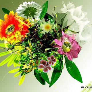 Pictures of green roses