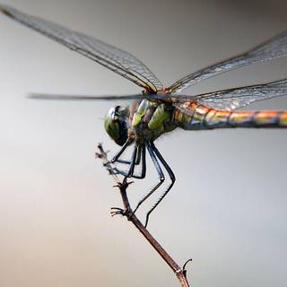 Dragon fly wallpaper