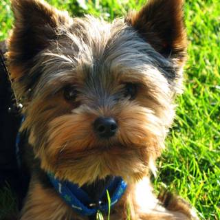 Yorkshire Terrier wallpaper
