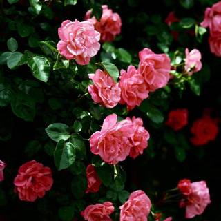 HD wallpaper flowers