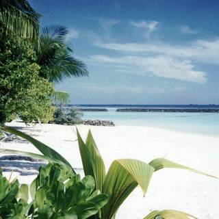 Tropical beaches wallpaper