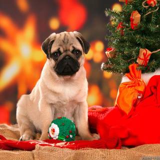 Christmas puppies wallpaper
