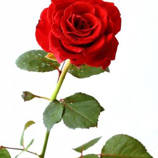 Rose with white background