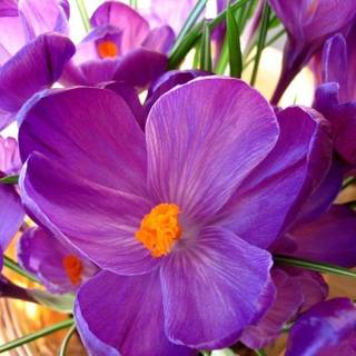 Free purple wallpaper download