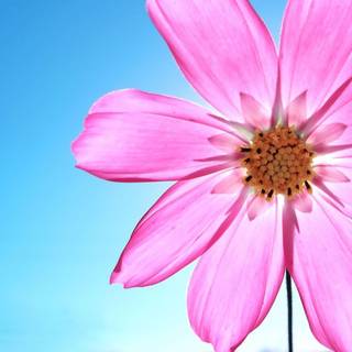 Daisy wallpaper background