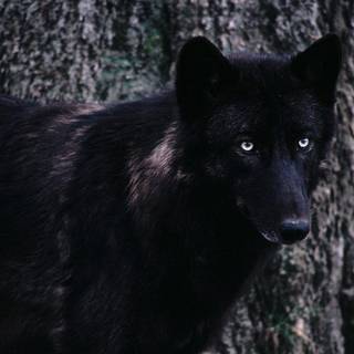 Timber wolf wallpaper