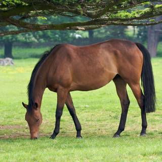 Horse backgrounds for your computer