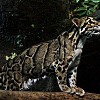 Clouded leopard wallpaper