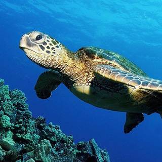Sea turtles wallpaper