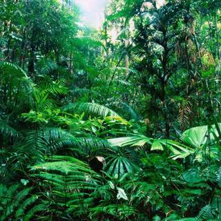 Rainforest background