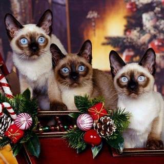 Christmas kitten wallpaper
