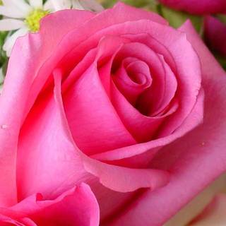 Pink rose flower wallpaper