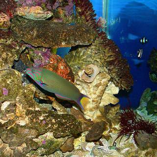 Tropical fish wallpaper