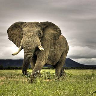 Wildlife backgrounds for desktop