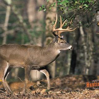 Whitetail deer desktop backgrounds