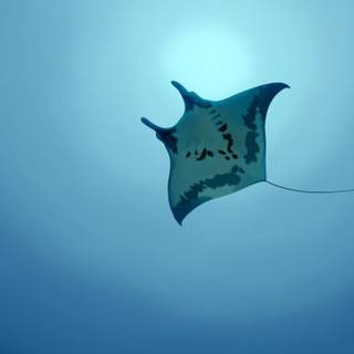Stingray wallpaper