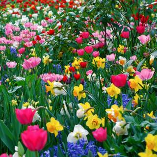 Spring images wallpaper