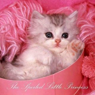 Free kitten wallpaper