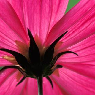 Free flower wallpaper backgrounds