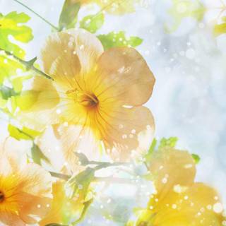 Summer flowers wallpaper