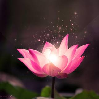 Lotus flower wallpaper