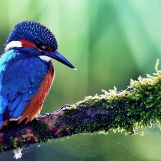 Springtime wallpaper