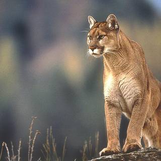 Best wallpaper of all time