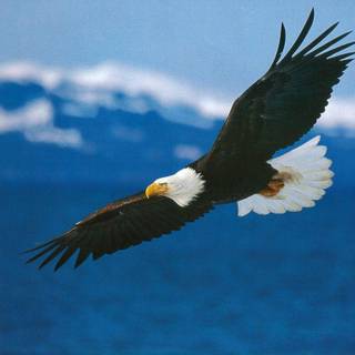 Bald eagle desktop wallpaper