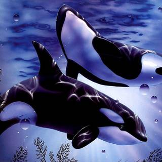 Orca whale wallpaper
