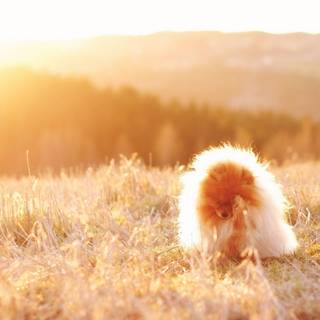 Pomeranian wallpaper